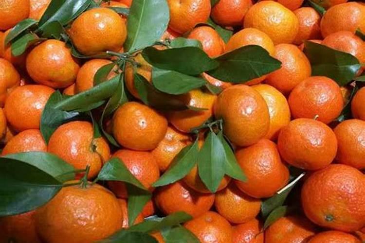 挂果沙糖桔怎样促花