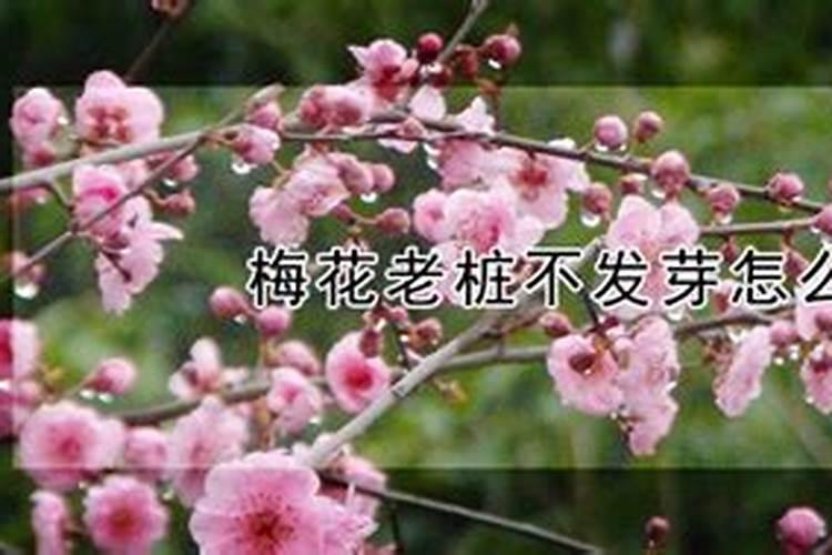 梅花施肥方法,用什么肥好