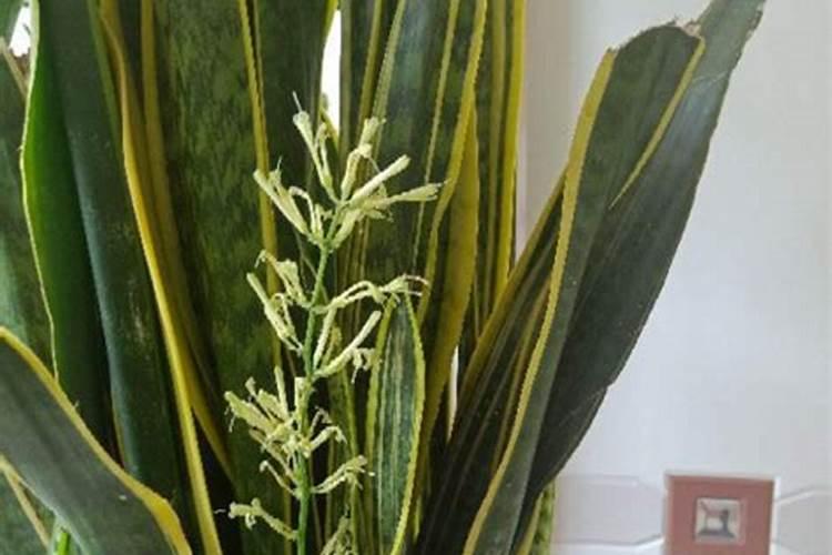 虎皮兰都上什么肥料