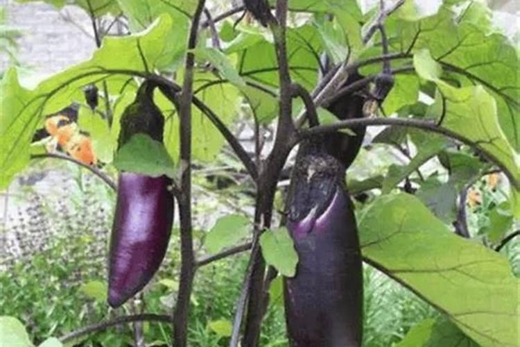 为什么茄子只开花不结果呢
