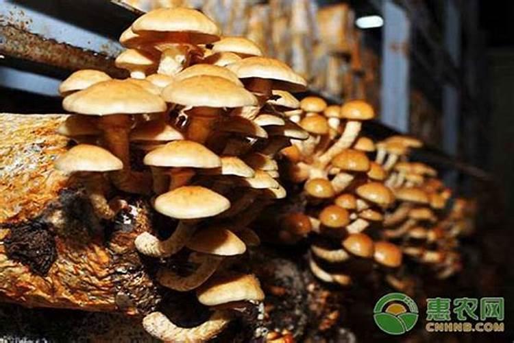 滑子菇箱式栽培法的工艺技术是如何操作的？