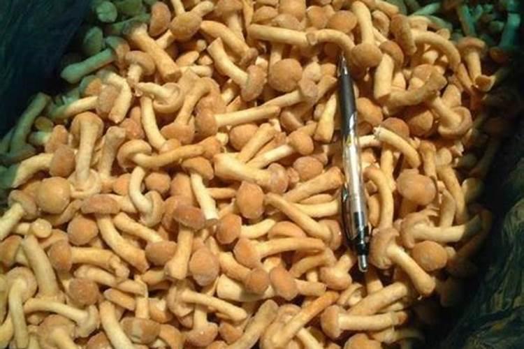 杨树木屑种植什么食用菌