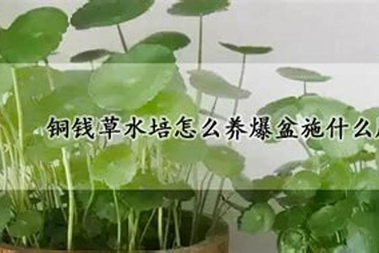 铜钱草怎么施肥