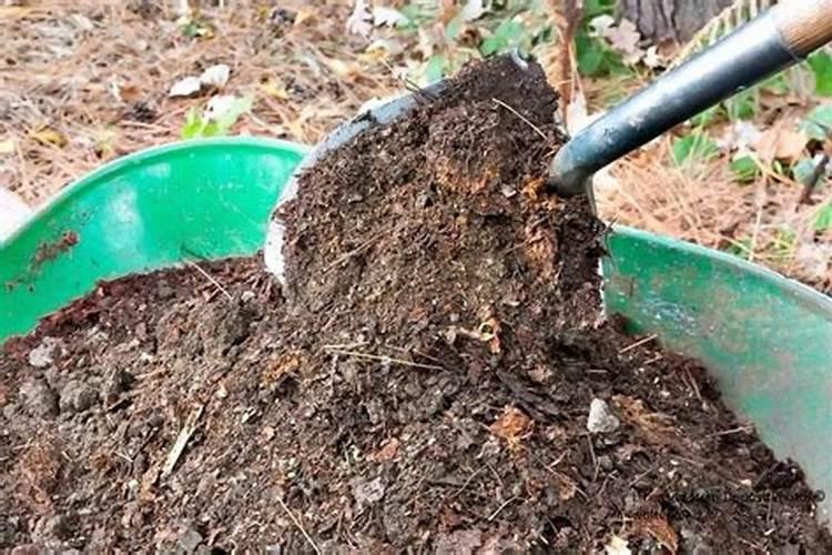 用青苔种兰花怎么施肥