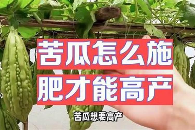 苦瓜施肥时间,施肥方法,施肥注意事项
