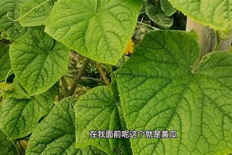 红糖加醋做叶面肥