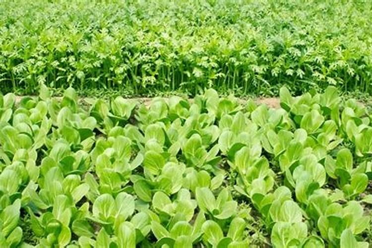 油菜种植技术及施肥方法