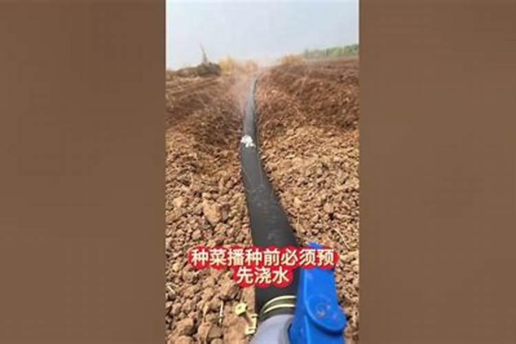 菌肥的正确使用方法