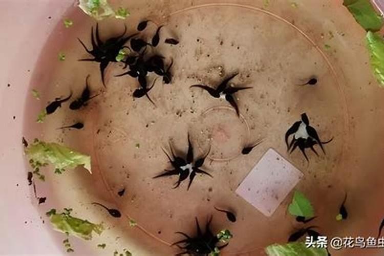 蝌蚪吃鱼饲料吗