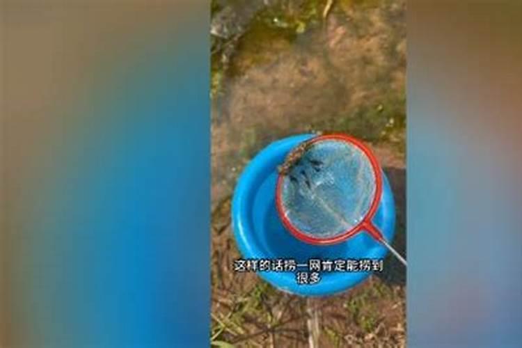 蝌蚪吃什么食物最好