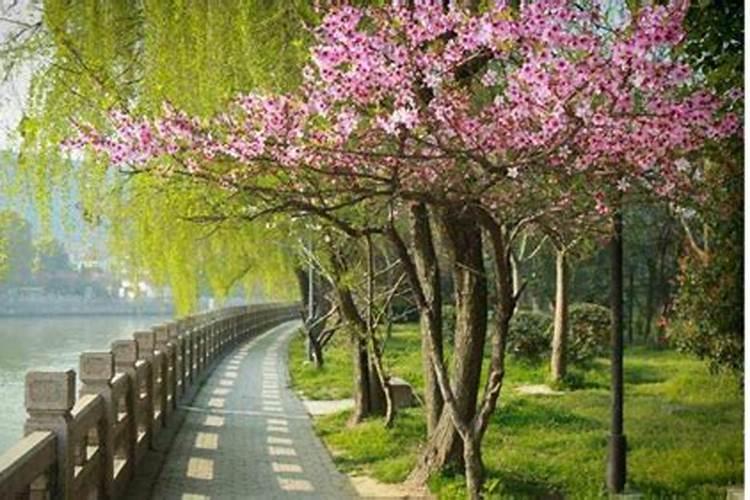 黄皮果树施什么肥