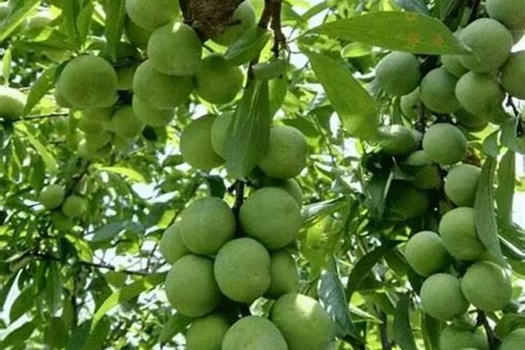李子栽培管理技术要点 李子种植需要注意什么