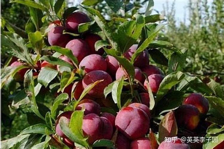 李子有点小用什么化肥好(李子树施上什么肥料很甜)