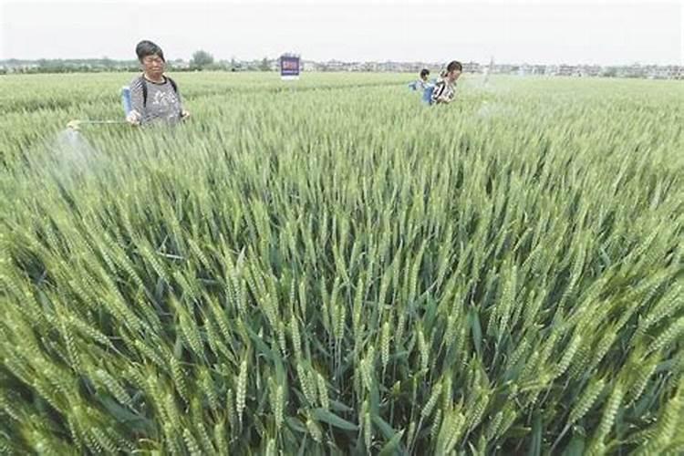 大葱先打药还是先打叶面肥