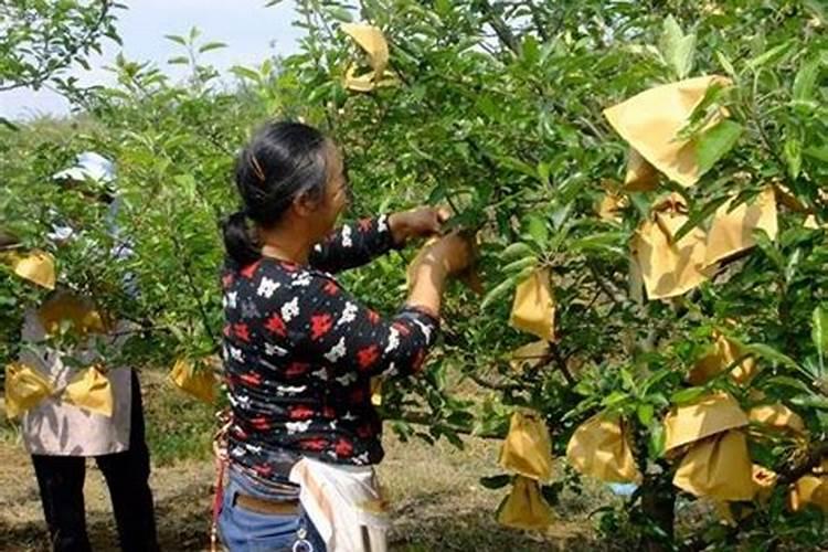 想不给果树施化学肥料,自然生长,能产出好的果实吗？