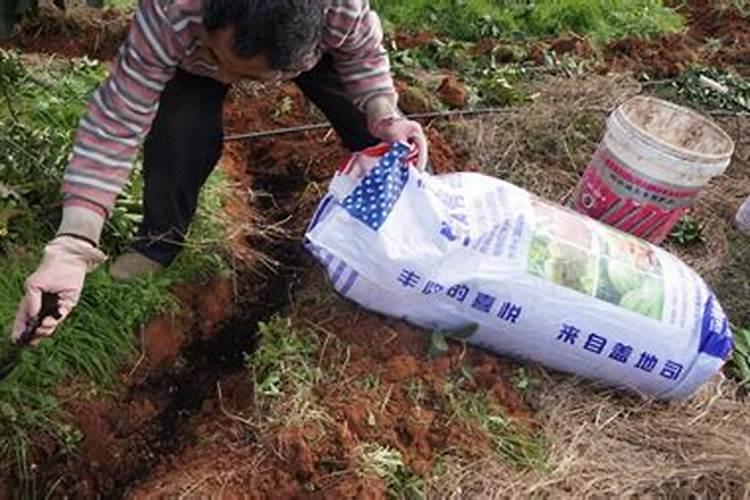 菌肥的正确使用方法