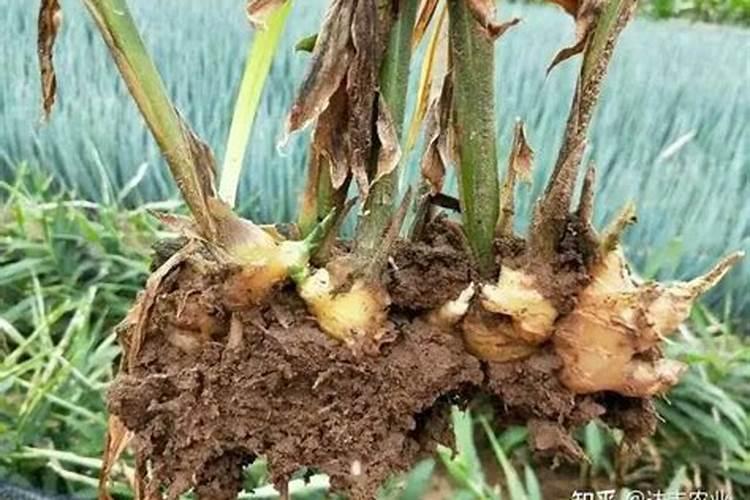 噻呋酰胺能预防生姜麻脚姜吗