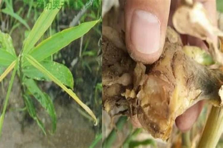 生姜茎基腐病的诊断与防治