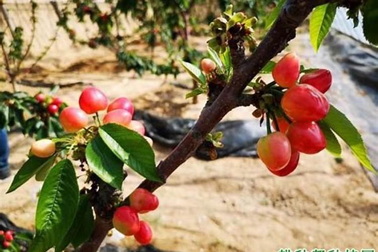 樱桃树什么季节施肥最好？？？施什么肥料？？