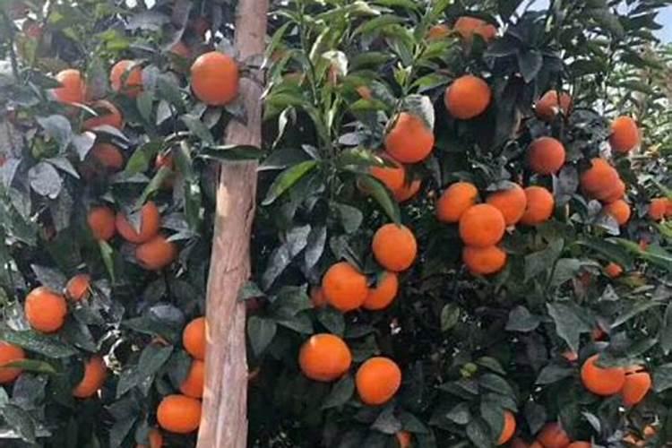 沃柑保花保果最好的方法