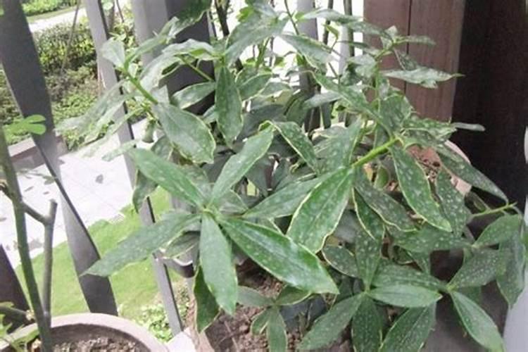 豆科植物为什么固氮原理