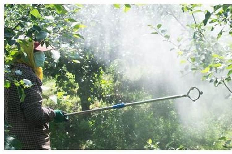 硼肥的用法及用量