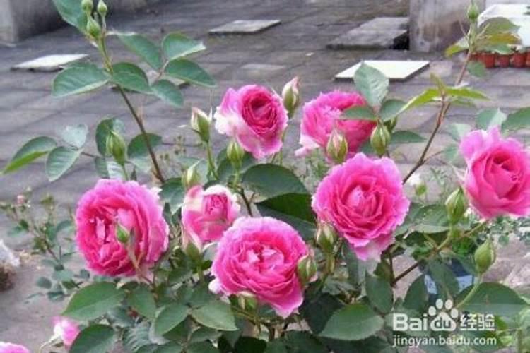 月季花会掉叶子吗(月季花掉叶子原因及养护技巧解析)