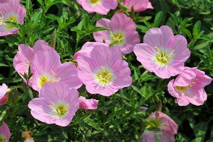 月见草苗受药害怎么办