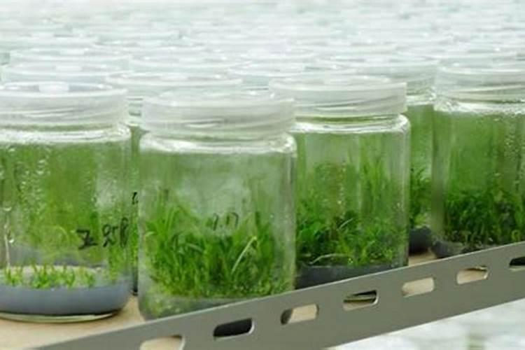 1斤水溶肥按300倍液配兑多少水