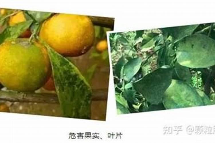 柑橘青苔,危害竟然这么大,你引起重视了么