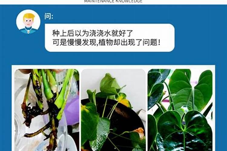 水培红掌怎样才能开花