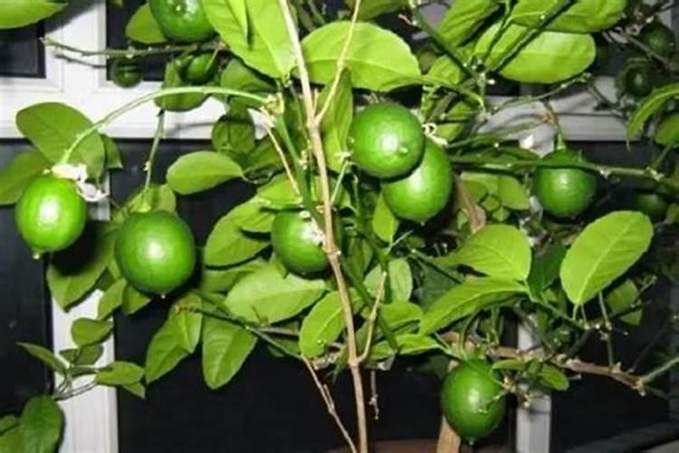 柠檬树有花苞了需要施什么肥