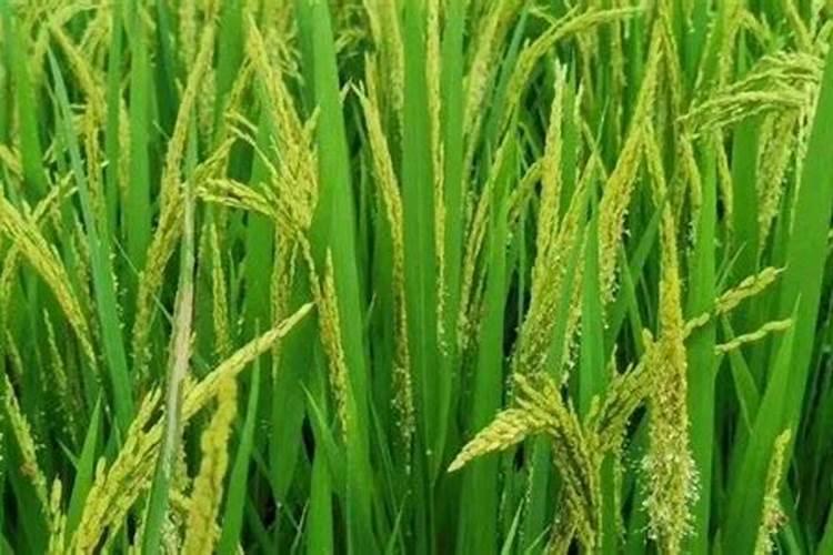 水稻穗肥最佳施肥时期