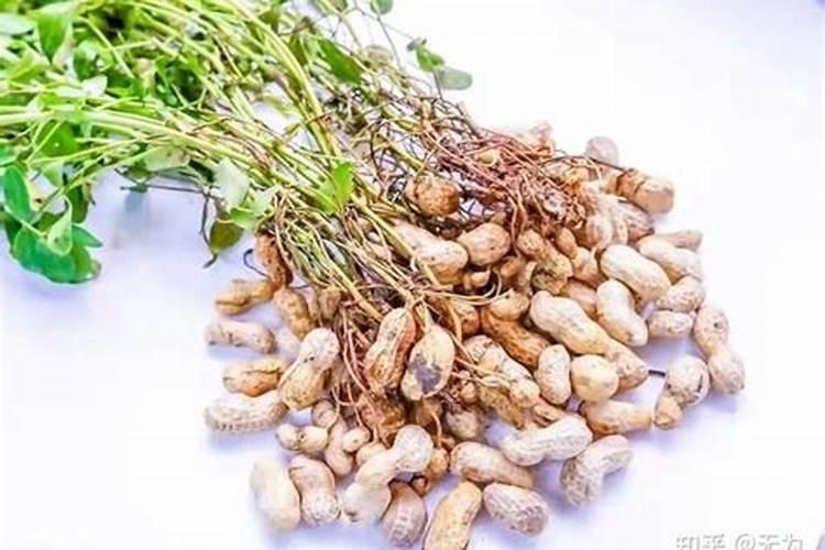 花生底肥如何选择？硫酸钾和氯化钾哪个更合适？