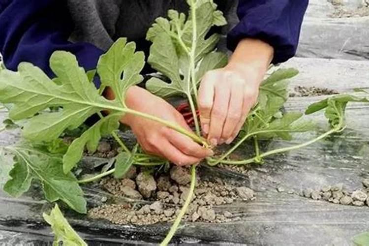 西瓜如何整枝打杈留瓜 西瓜用什么肥料增甜