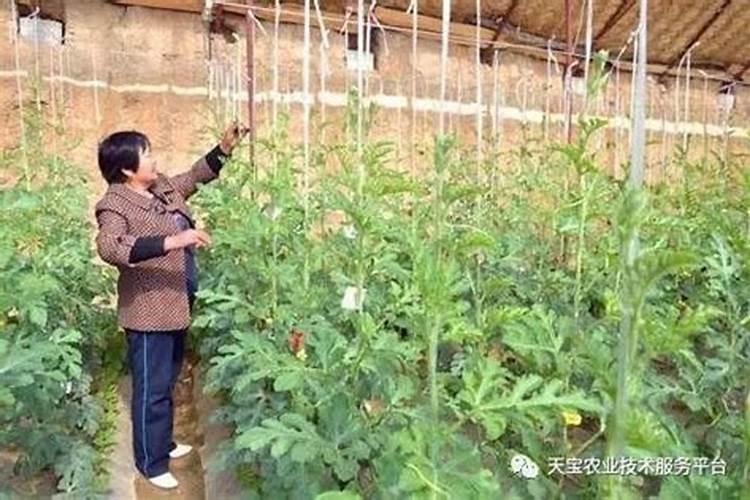西瓜如何整枝打杈留瓜 西瓜用什么肥料增甜