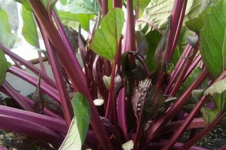 红菜苔施肥方法