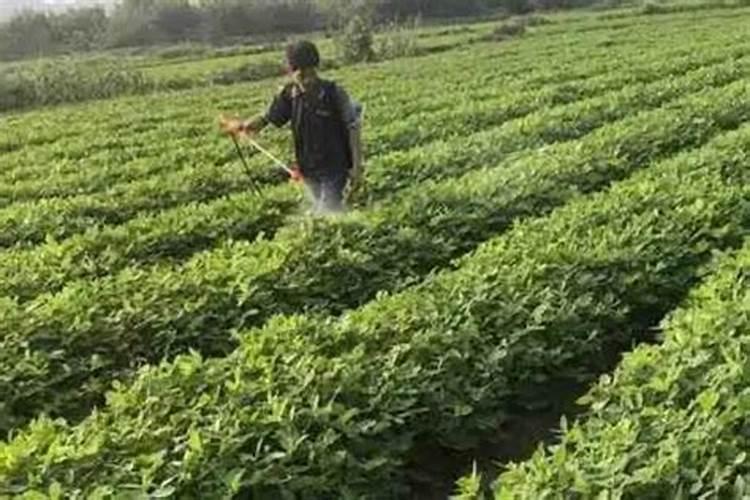 花生增产叶面肥用哪个？花生三遍肥怎样用？花生喷施昆仑风增产百度知 ...
