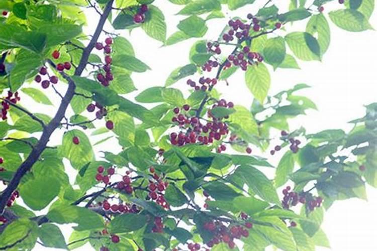 过磷酸钙进行氨化处理有何好处？其氨化的比例以多少为宜？