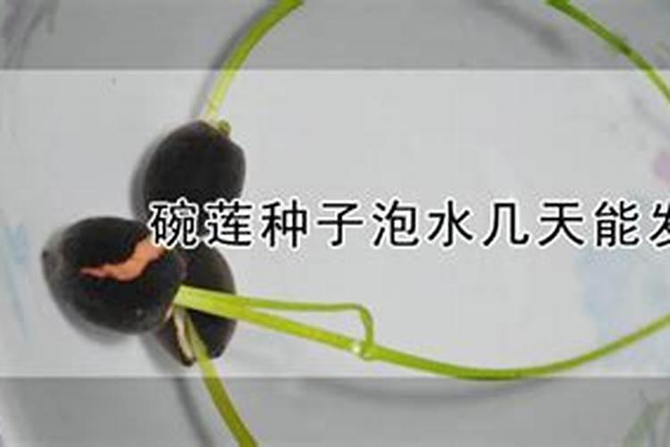 碗莲种子可以用水溶肥吗