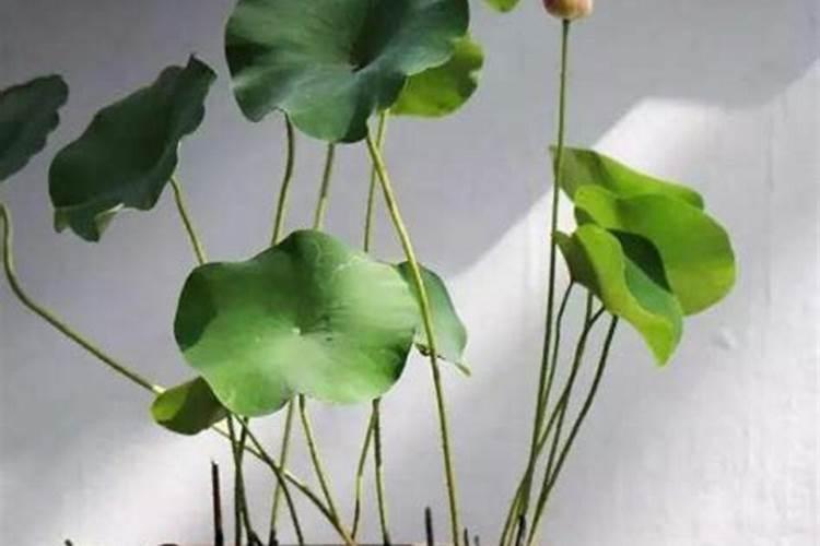 碗莲水溶肥的使用方法