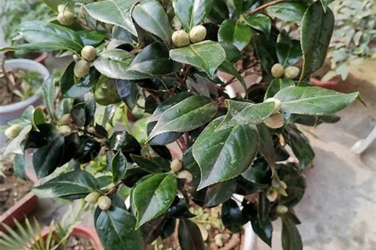 茶花打花苞施什么肥