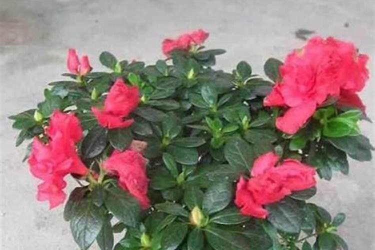 杜鹃花怎样浇水施肥？