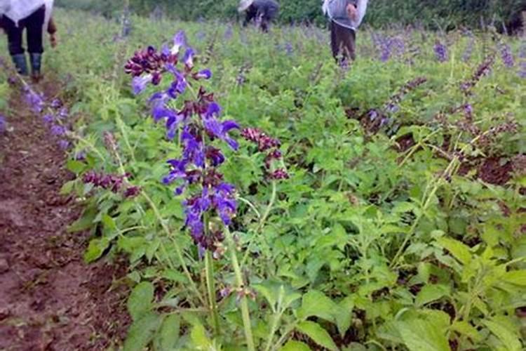 无花果施肥用什么肥料
