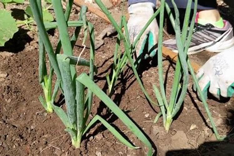 大葱怎么施肥料才能高产(大葱种植高产追肥技巧)