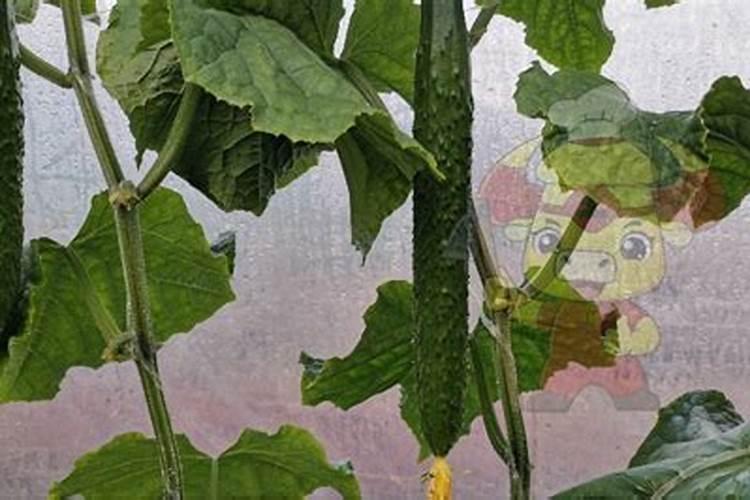 黄瓜缓苗水应该浇多少生根肥一亩地浇多少生根粉才合适？