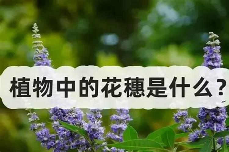 葡萄花穗期怎么管理
