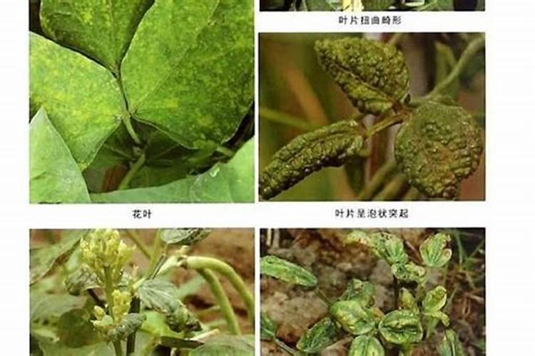 碗豆叶子上面长虫打什么药