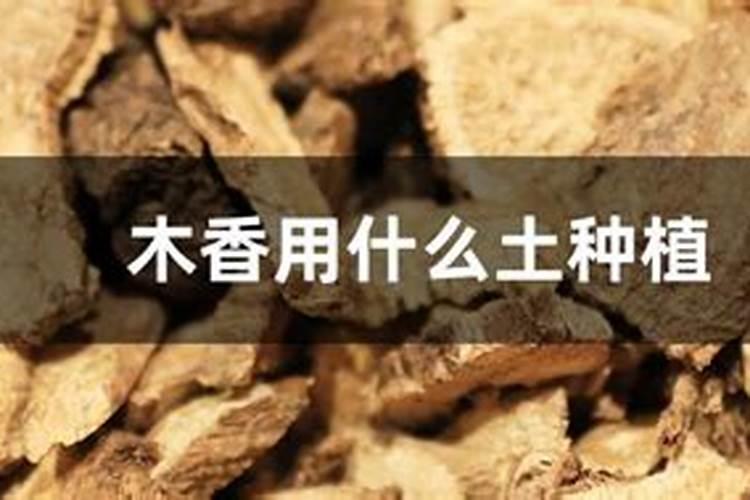 花盆是否可以养王木香