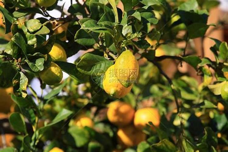 柠檬树施什么肥料最好